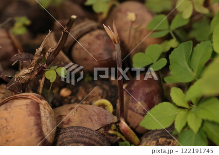 自然　植物　オキナワウラジロガシ、実生です。一月の石垣島で、発芽後余り時間がたっていないようです 122191745