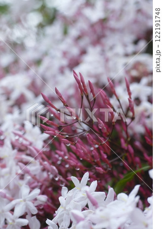 雨粒が付いたハゴロモジャスミンの蕾 122191748