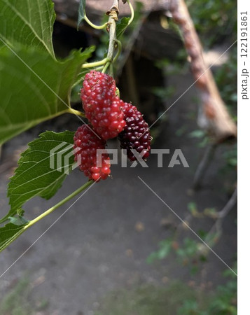 Mulberry fruits on the branches of a tree in the garden Mulberry fruits on the branches of a tree in the garden 122191861
