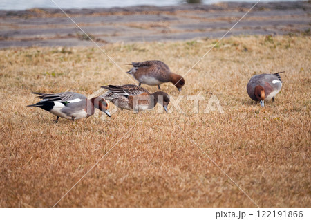 信濃川・やすらぎ堤の緋鳥鴨(ひどりがも) 信濃川・やすらぎ堤の緋鳥鴨(ひどりがも) 122191866