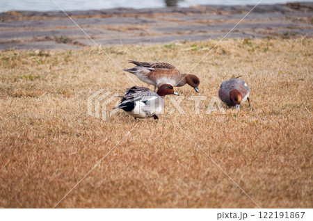 信濃川・やすらぎ堤の緋鳥鴨(ひどりがも) 信濃川・やすらぎ堤の緋鳥鴨(ひどりがも) 122191867