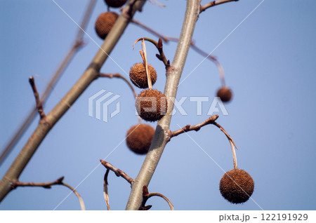 プラタナスの球果 122191929
