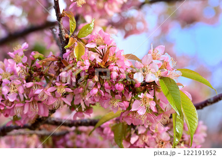 ヒマラヤザクラ ヒマラヤザクラ 122191952