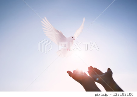 A white dove flying in the bright sunlit sky, symbolizing the Holy Spirit, freedom and peace. A white dove flying in the bright sunlit sky, symbolizing the Holy Spirit, freedom and peace. 122192100