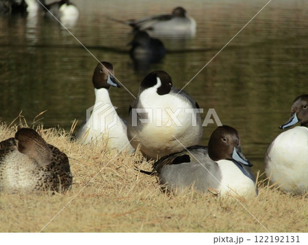 稲毛海浜公園に来た冬の渡り鳥オナガガモ 122192131