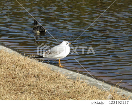 稲毛海浜公園浜ノ池の冬の渡り鳥ユリカモメ 稲毛海浜公園浜ノ池の冬の渡り鳥ユリカモメ 122192137