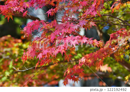 世界遺産高野山の素晴らしい情景　蛇腹道 122192492