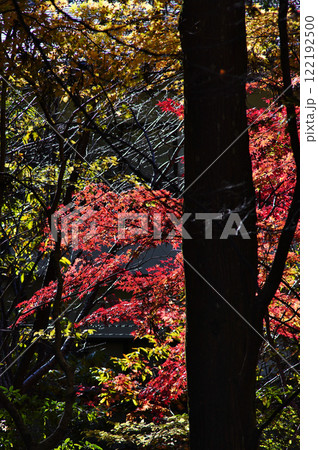 世界遺産高野山の素晴らしい情景　蛇腹道 122192500