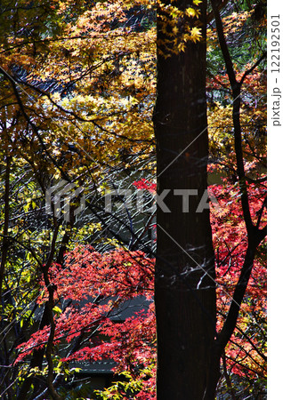 世界遺産高野山の素晴らしい情景　蛇腹道 122192501