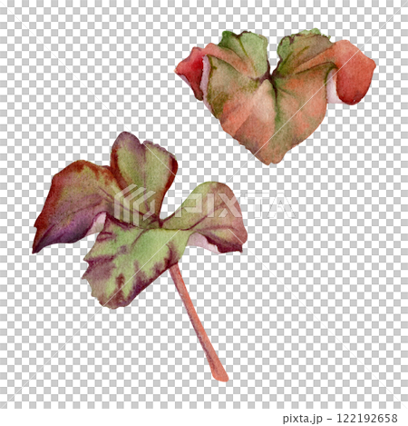 Green leaves of flower, bush tree foliage hand drawn in watercolor, cloudberry alchemilla ladys mantle geranium. Isolated botanical illustration. Wedding florist, scrapbooking decoupage, cosmetics Green leaves of flower, bush tree foliage hand drawn in watercolor, cloudberry alchemilla ladys mantle geranium. Isolated botanical illustration. Wedding florist, scrapbooking decoupage, cosmetics 122192658