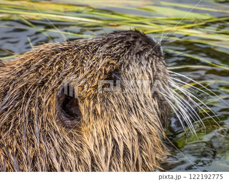 川の中のヌートリア 川の中のヌートリア 122192775