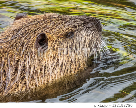 川の中のヌートリア 122192780