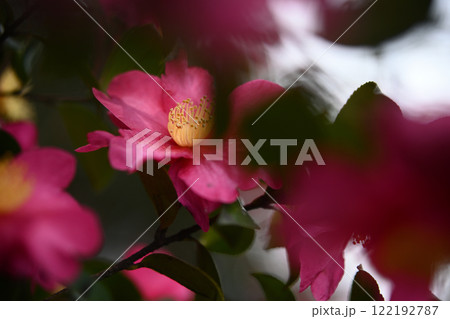 椿の花 122192787