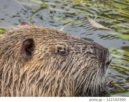 川の中のヌートリア 川の中のヌートリア 122192890