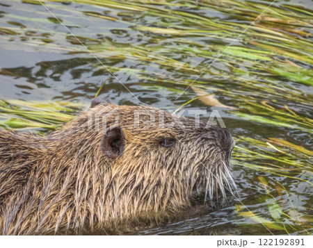 川の中のヌートリア 川の中のヌートリア 122192891