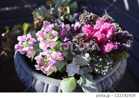 ネメシアと葉牡丹の寄せ植え 122192916