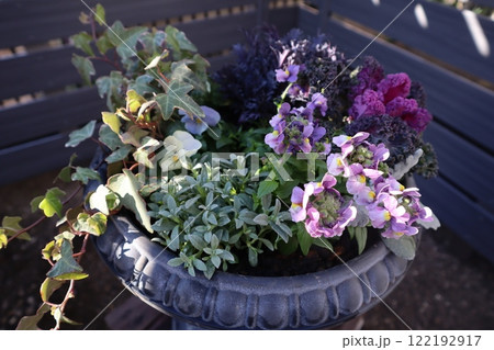 ネメシアと葉牡丹の寄せ植え 122192917