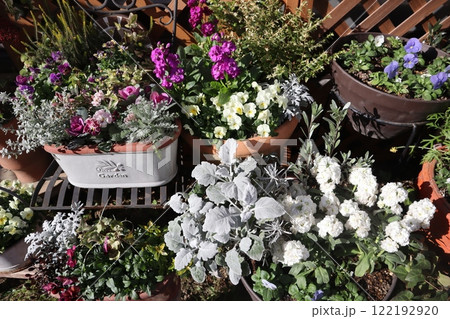 冬の花寄せ植え&寄せ鉢 冬の花寄せ植え&寄せ鉢 122192920