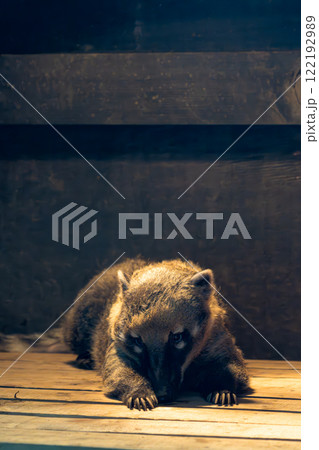 ズーラシアの動物達 メガネグマ ズーラシアの動物達 メガネグマ 122192989