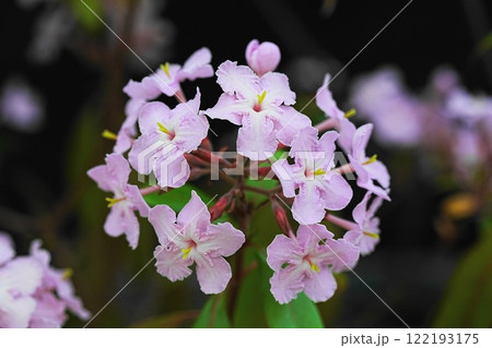 ピンク色の花を咲かすルクリア 122193175