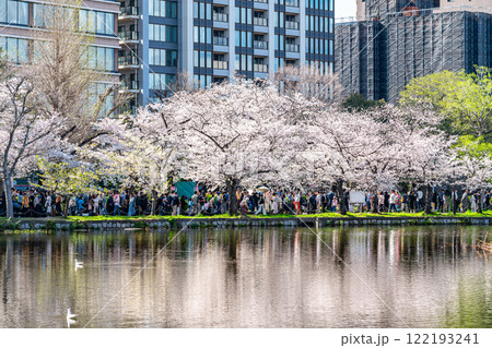 【東京都】上野恩賜公園の不忍池に咲く満開の桜 122193241