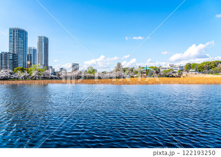 【東京都】上野恩賜公園の不忍池に咲く満開の桜 122193250