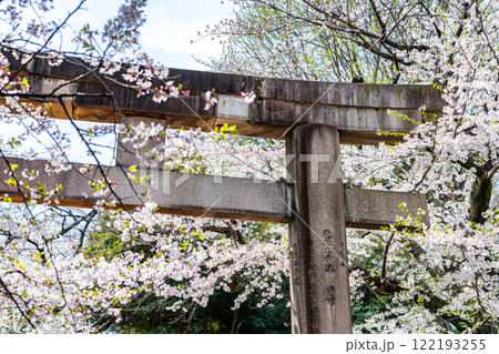 【東京都】上野東照宮に咲く満開の桜 122193255