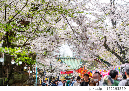 【東京都】上野恩賜公園に咲く満開の桜 122193259