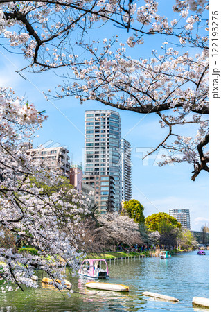 【東京都】上野恩賜公園の不忍池に咲く満開の桜 【東京都】上野恩賜公園の不忍池に咲く満開の桜 122193276