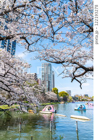 【東京都】上野恩賜公園の不忍池に咲く満開の桜 【東京都】上野恩賜公園の不忍池に咲く満開の桜 122193278
