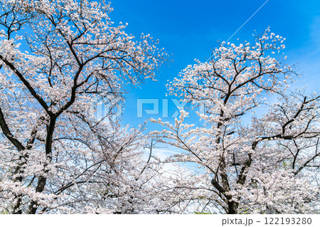 【東京都】上野恩賜公園の不忍池に咲く満開の桜 122193280