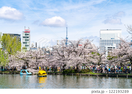【東京都】上野恩賜公園の不忍池に咲く満開の桜と東京スカイツリー 122193289