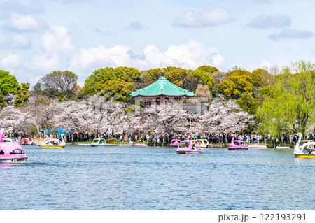 【東京都】上野恩賜公園の不忍池に咲く満開の桜 122193291