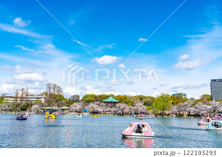 【東京都】上野恩賜公園の不忍池に咲く満開の桜 122193293