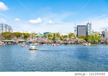 【東京都】上野恩賜公園の不忍池に咲く満開の桜と東京スカイツリー 122193302