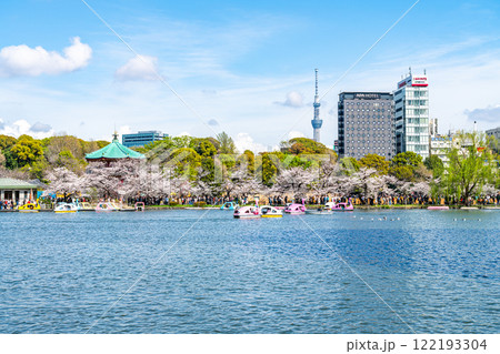 【東京都】上野恩賜公園の不忍池に咲く満開の桜と東京スカイツリー 122193304