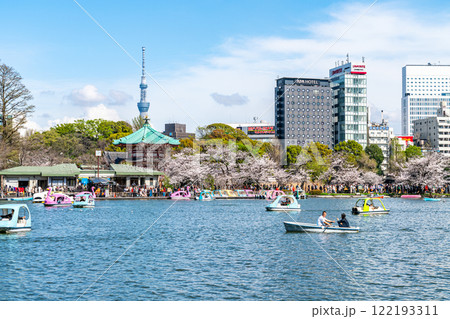 【東京都】上野恩賜公園の不忍池に咲く満開の桜と東京スカイツリー 122193311