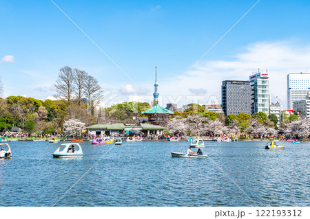 【東京都】上野恩賜公園の不忍池に咲く満開の桜と東京スカイツリー 122193312