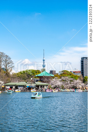 【東京都】上野恩賜公園の不忍池に咲く満開の桜と東京スカイツリー 122193314