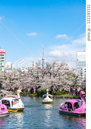 【東京都】上野恩賜公園の不忍池に咲く満開の桜と東京スカイツリー 122193331