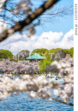【東京都】上野恩賜公園の不忍池に咲く満開の桜 122193334