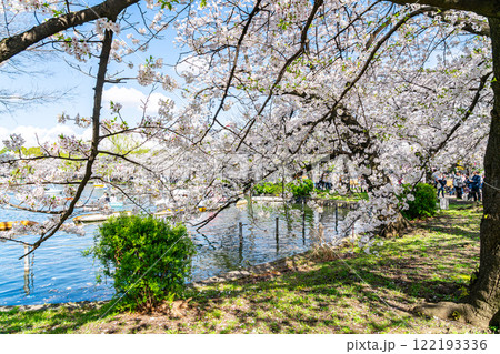 【東京都】上野恩賜公園の不忍池に咲く満開の桜 【東京都】上野恩賜公園の不忍池に咲く満開の桜 122193336