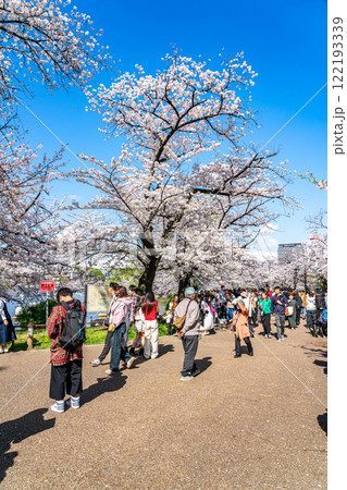 【東京都】上野恩賜公園の不忍池に咲く満開の桜 122193339