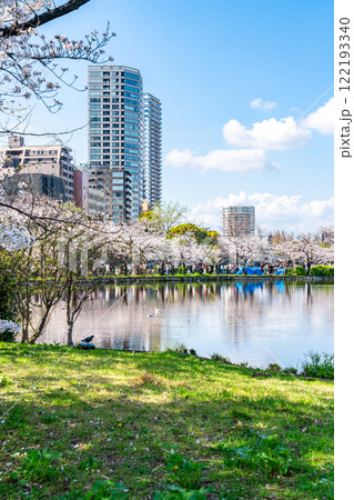 【東京都】上野恩賜公園の不忍池に咲く満開の桜 122193340