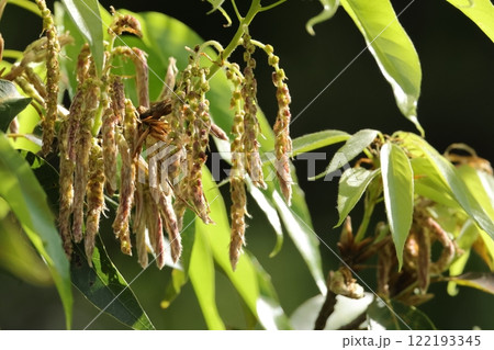 自然　植物　オキナワウラジロガシ、雄花の花序。花は蕾の状態、最大三十センチ程になり垂れ下がります 122193345