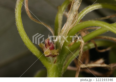 自然 植物 オキナワウラジロガシ、雌花です。開花直後でしょうか、黄色い部分は雌しべの柱頭 自然 植物 オキナワウラジロガシ、雌花です。開花直後でしょうか、黄色い部分は雌しべの柱頭 122193346