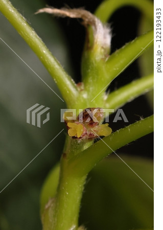 自然　植物　オキナワウラジロガシ、雌花です。黄色い柱頭が三個、花はいくつか集まって咲くようです 122193433