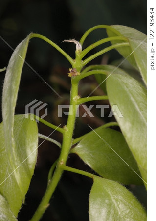 自然　植物　オキナワウラジロガシ、雌花です。新枝につくようですが遠目ではわかりません 122193434