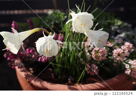 白い原種スイセンの花 白い原種スイセンの花 122193524