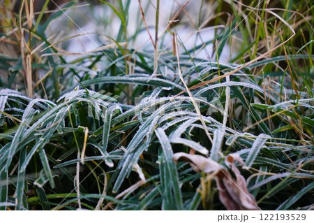 霜が降りたリュウノヒゲ 霜が降りたリュウノヒゲ 122193529